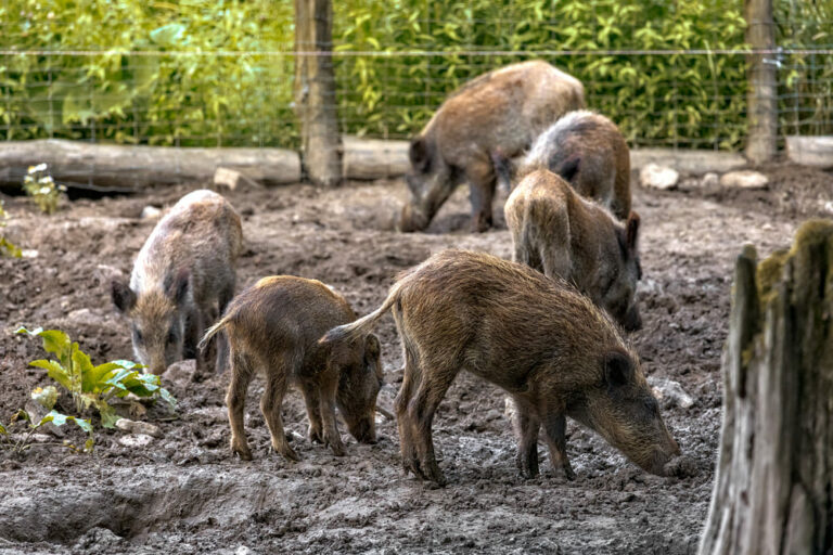 Bewohner Wildgatter Essen Heissiwald