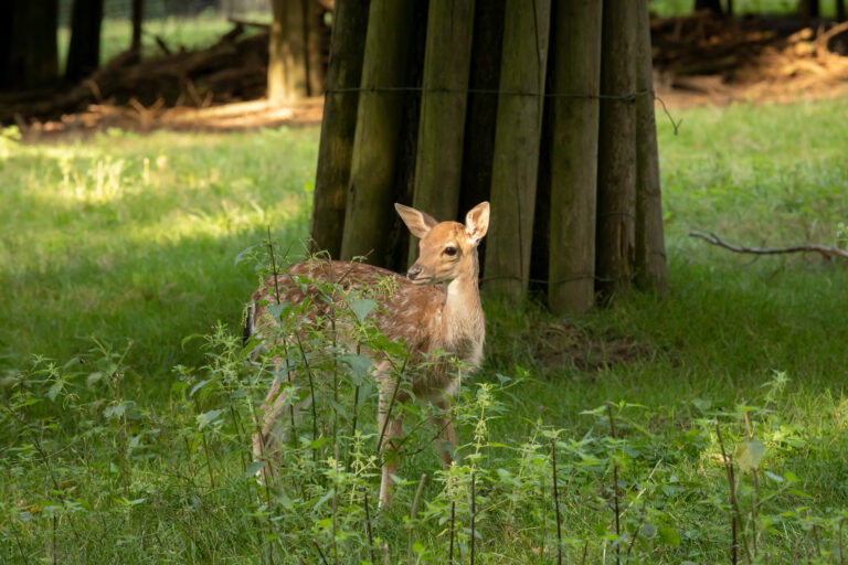 Wildgatter Essen Geschichte des Heissiwalds