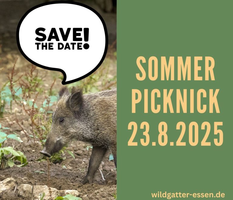 Sommerpicknick